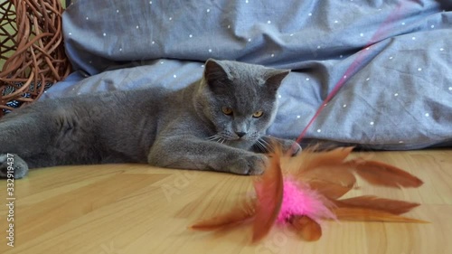 Full body shot of Beautiful male 9 months blue gray British shorthair cat with yellow green eyes sitting on floor paying with warm lights looking straight ahead to camera