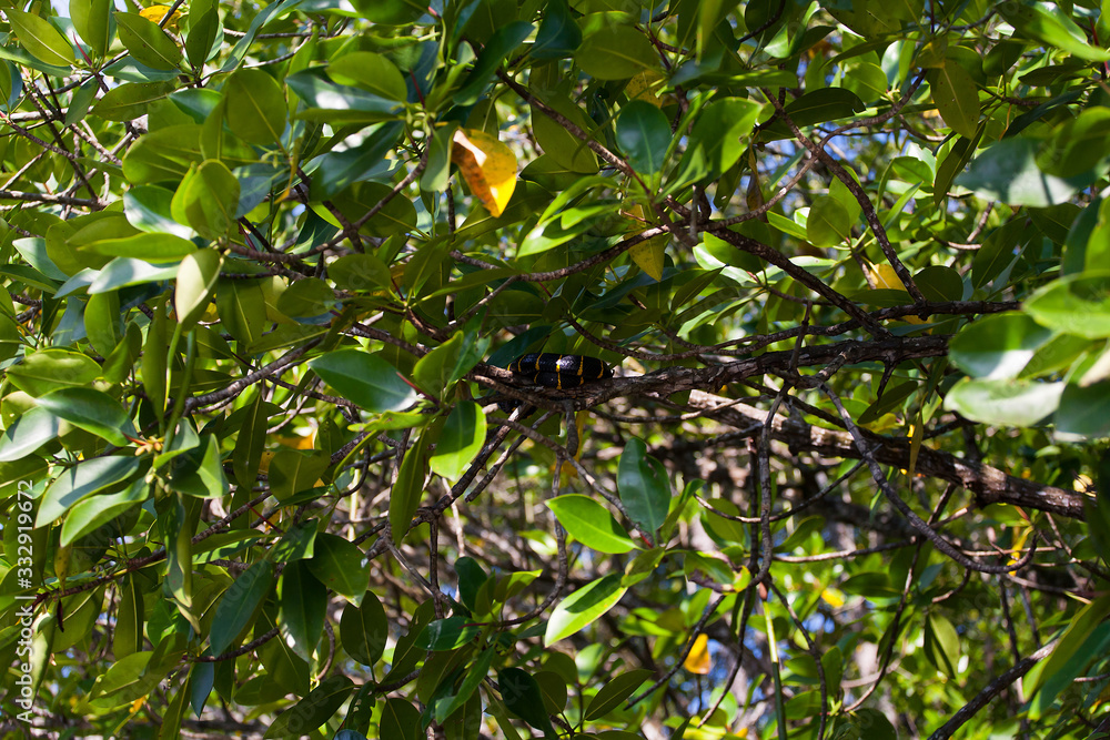 boiga dendrophila snake in Mangroves, Malaysia