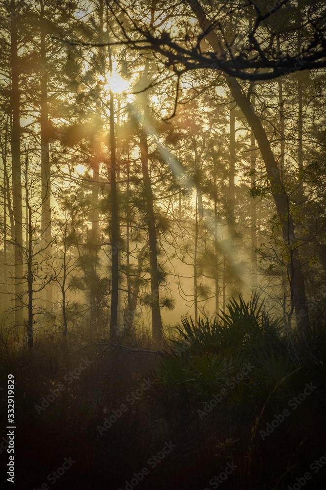 Obraz premium The Trees