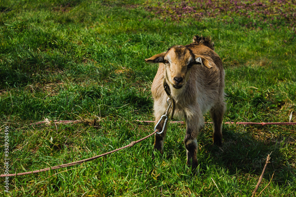A goat on a spring pasture. A brown goat with a collar on a leash grazes on a grassy meadow in the countryside, looking into the frame. A goat on a spring pasture. A brown goat with a collar on a leash grazes on a grassy meadow in the countryside, looking into the frame.