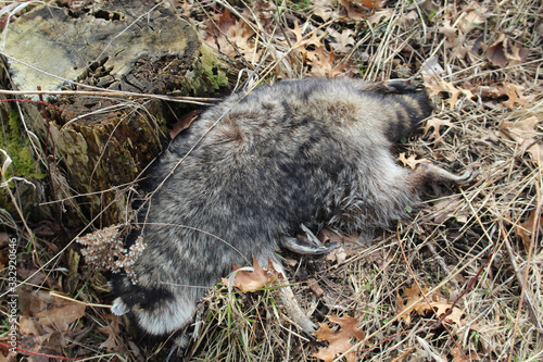 Dead raccoon face down at Miami Woods in Morton Grove, Illinois