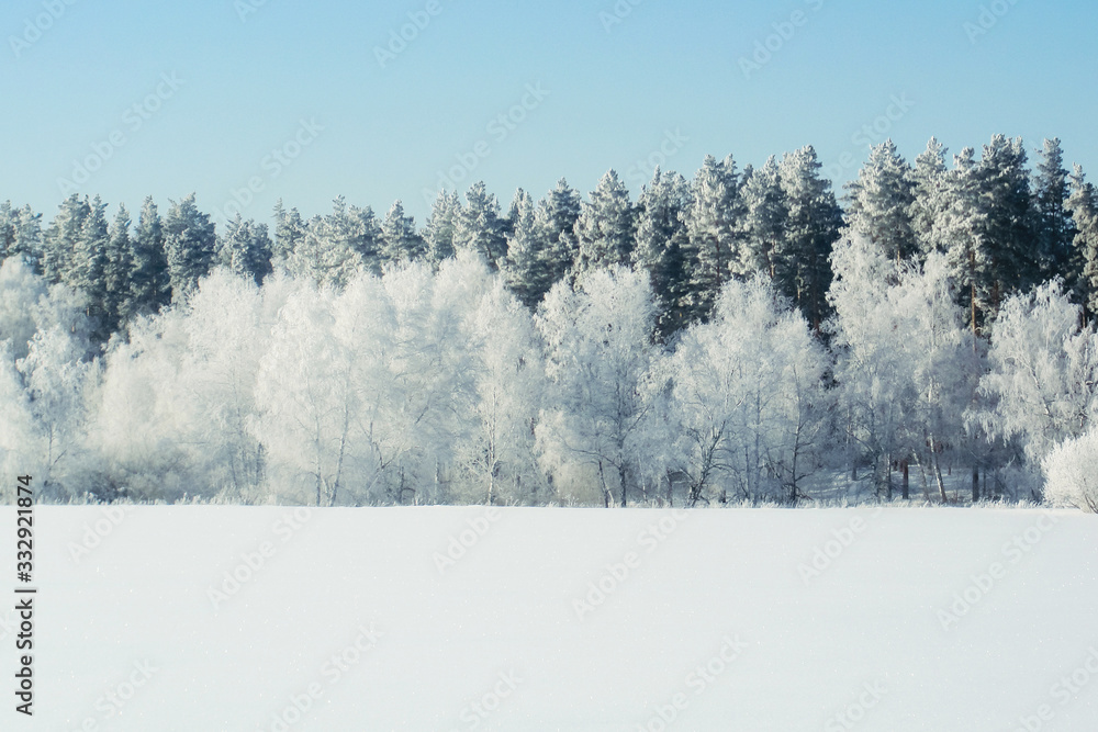 Winter snow forest background Landscapes and cold nature snowy trees Winter snow forest background Landscapes and cold nature snowy trees