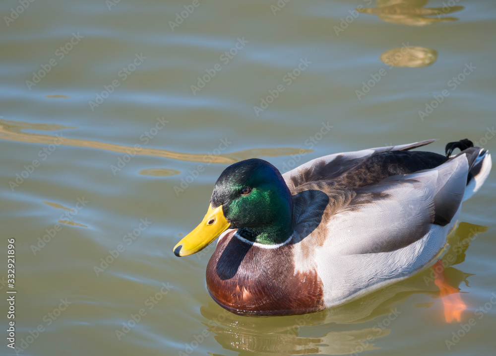 Close up mallard, Anas platyrhynchos, male duck bird swimming on lake water suface in sunlight. Selective focus Close up mallard, Anas platyrhynchos, male duck bird swimming on lake water suface in sunlight. Selective focus