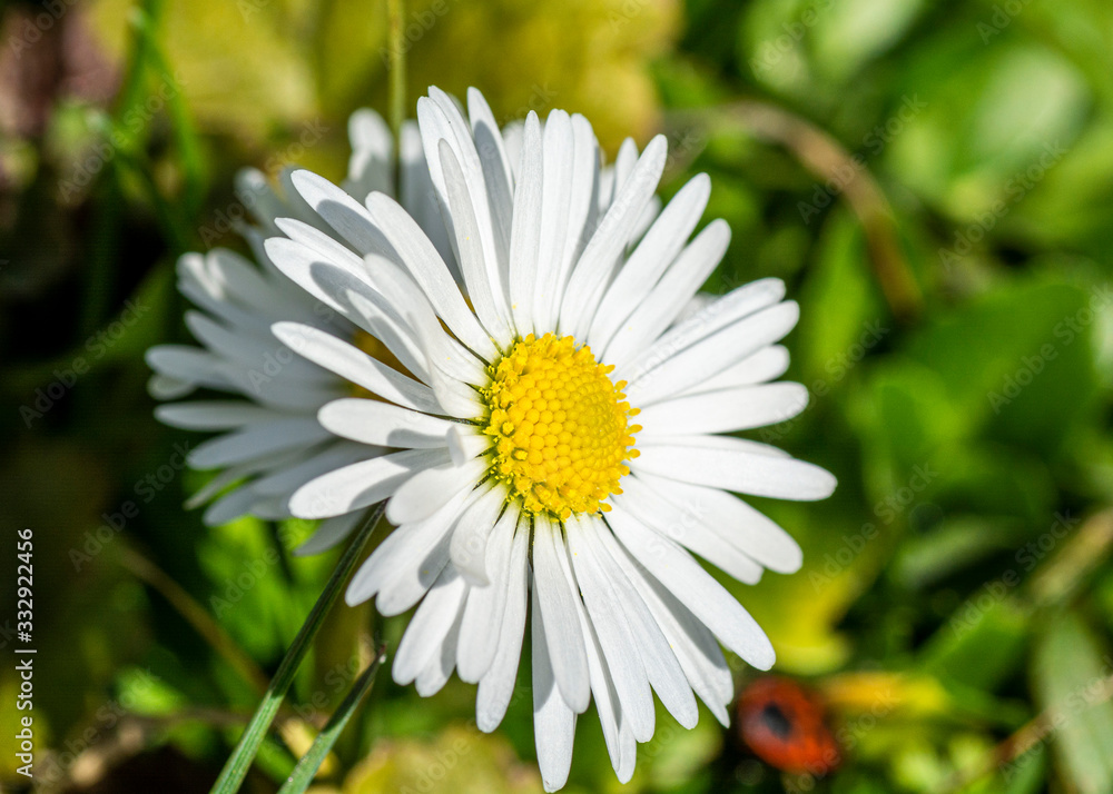 Obraz premium Daisy white meadow flower close up macro 