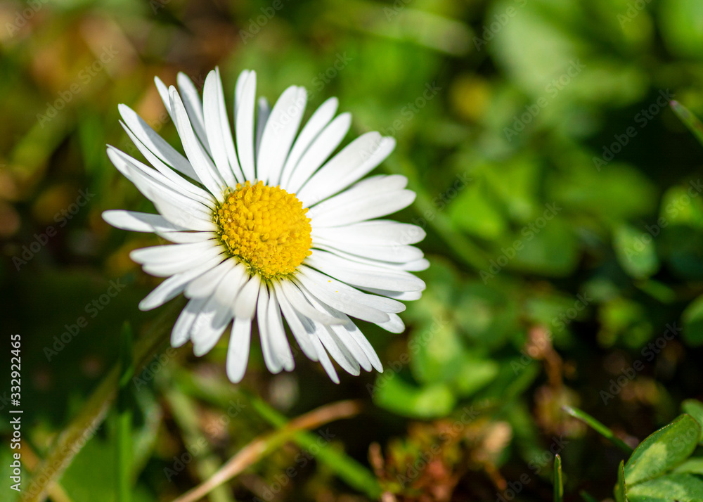 Obraz premium Daisy white meadow flower close up macro 