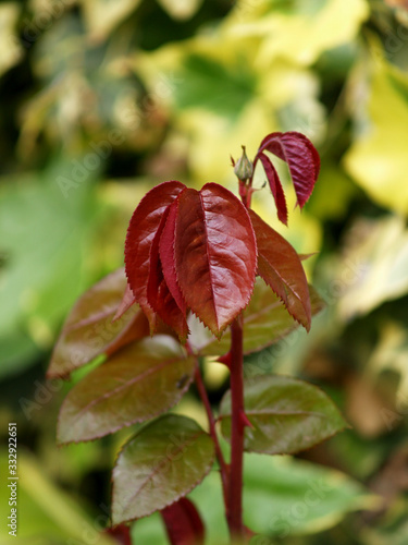 new leaves of rose bush and bud