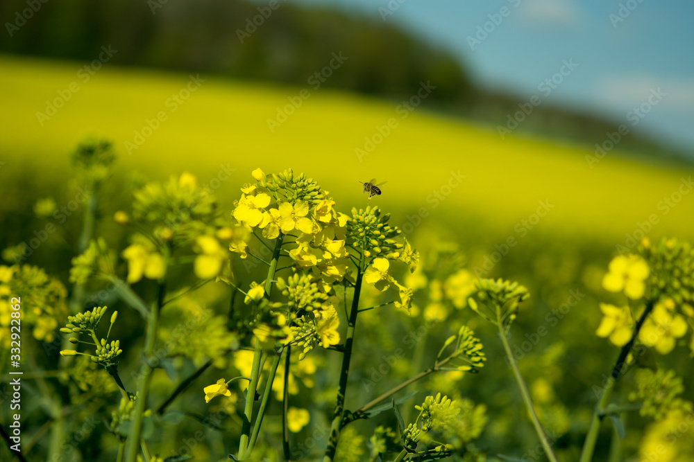 Obraz premium Rapspflanze