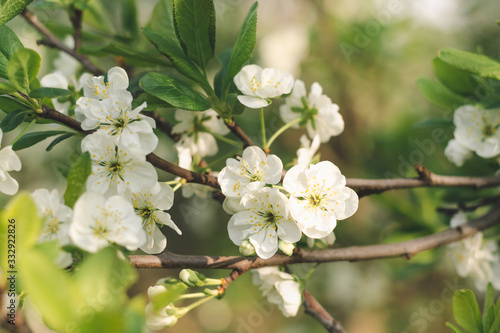 Plum tree branches with white flowers in a sunny orchard