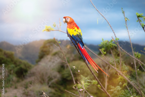 bunter Papagei im Dschungel grüne Vegetation Tropenwald seltene Art Parrot scarlet macaw (ara macao) Ara Aras Papagei Kolumbien bunt close-up gefährdet exotisch federn rot photo