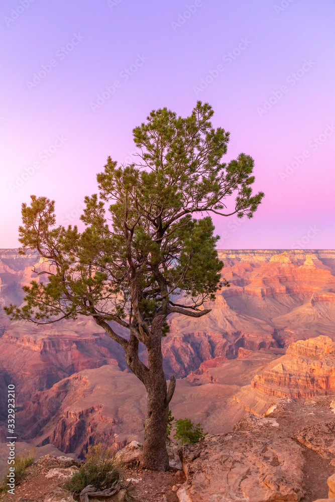 The shape of a beautiful tree on the background of the Grand Canyon in the sunset