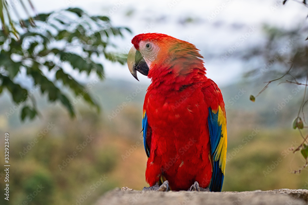 bunter Papagei im Dschungel grüne Vegetation Tropenwald seltene Art Parrot scarlet macaw (ara macao) Ara Aras Papagei Kolumbien bunt close-up gefährdet exotisch federn rot