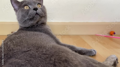 British short hair blue grey male cat 2years is looking straight to a camera with lovely face, happiness and joyful in a pet food and snack cat concept with copy space