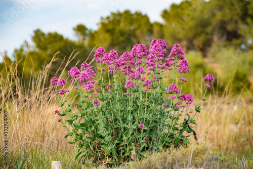Red valerian blossom