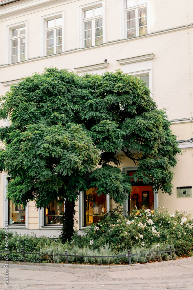  big tree on european street