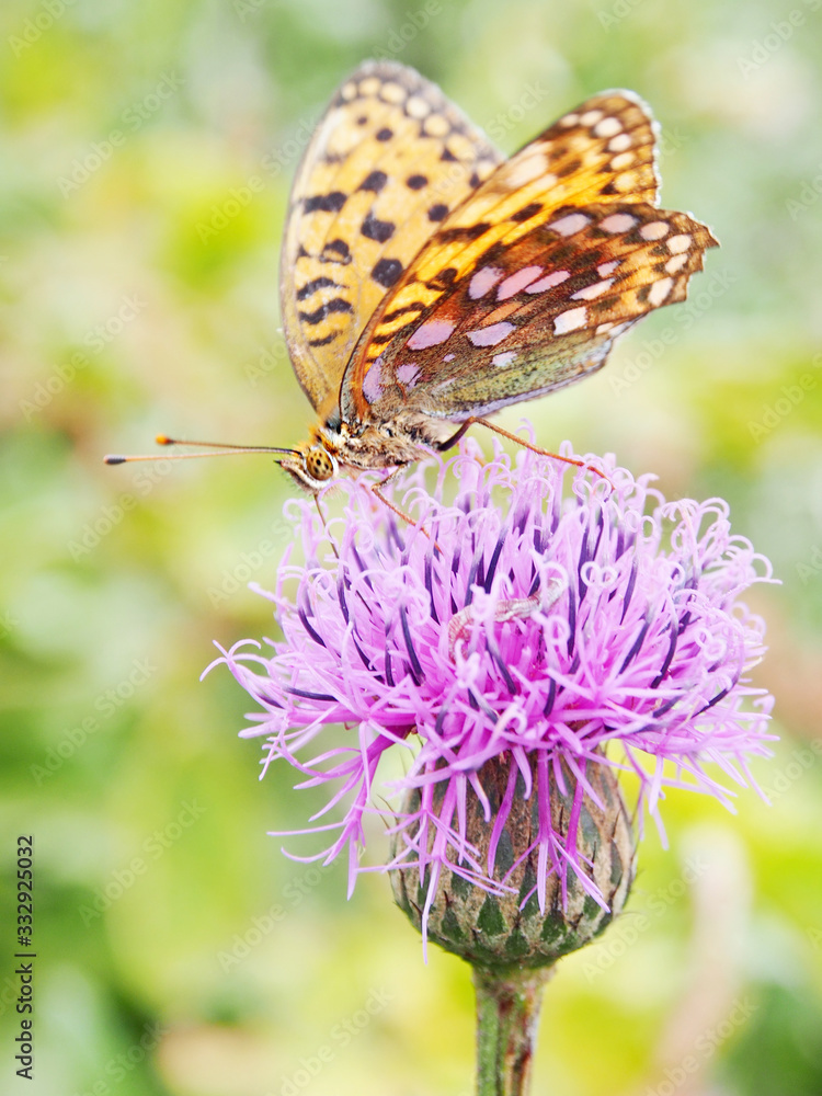 Obraz premium 花を助ける受粉者・ヒョウモンチョウ(ポリネーター)