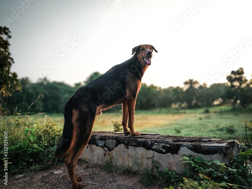 The domestic dog is a member of the genus Canis  which forms part of the wolf-like canids  and is the most widely abundant terrestrial carnivore. Outdoor image of dog.