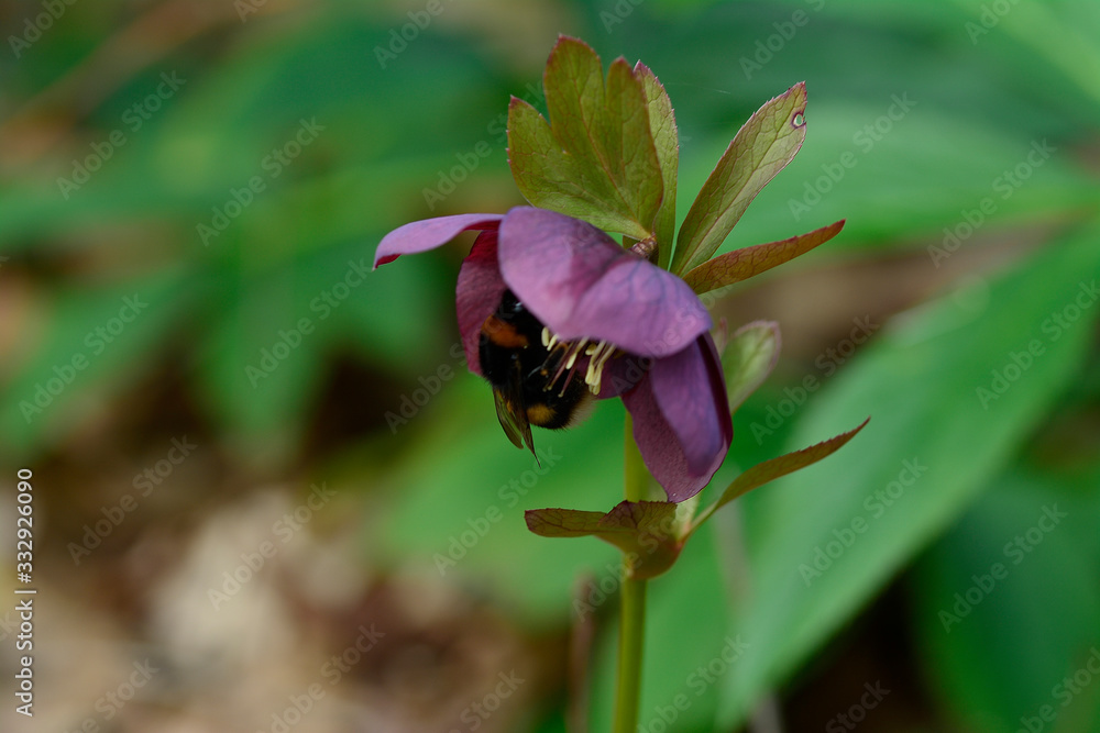 Bumblebee pollinates flowers in the spring garden Bumblebee pollinates flowers in the spring garden