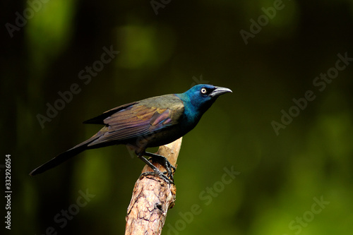 Male Common Grackle.
