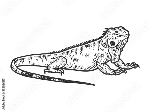 Iguana sketch, drawing a big lizard. Apparel print design.