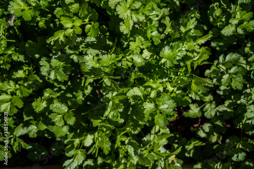 overhead view of fresh green cilantro