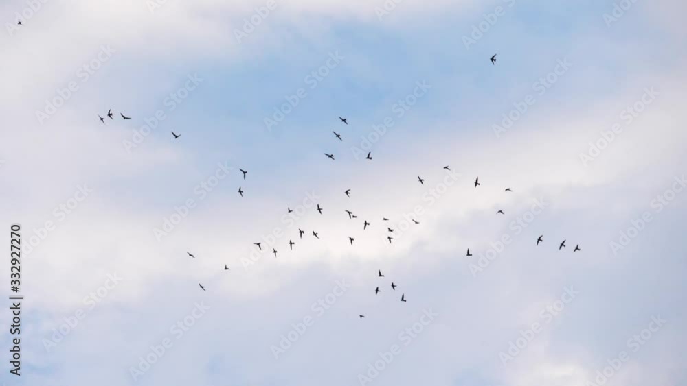 Slow speed motion camera pan scene on swarm of swifts flying scattered on grey cloudy sky in evening, chaotic pattern of bird flock, immigration animal in nature environment Slow speed motion camera pan scene on swarm of swifts flying scattered on grey cloudy sky in evening, chaotic pattern of bird flock, immigration animal in nature environment