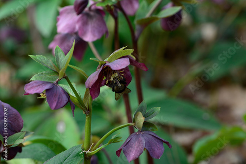 Bumblebee pollinates flowers in the spring garden