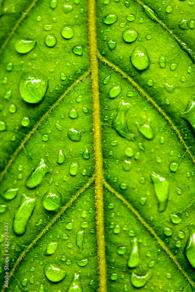 Green nature water background Green nature water background