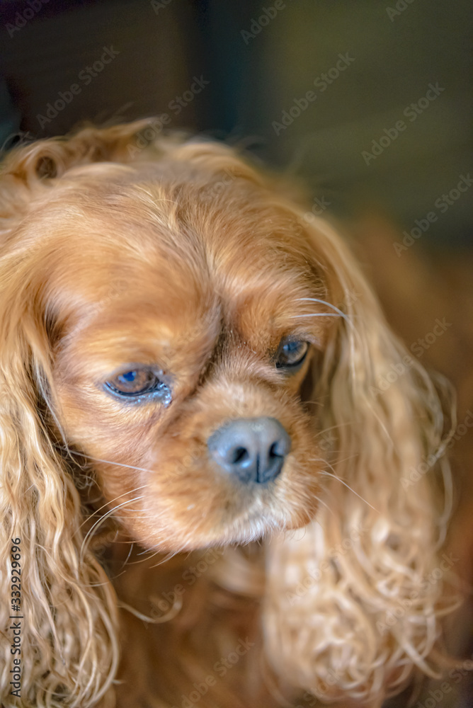 Portrait of a Cavalier King Charles Spaniel dog Portrait of a Cavalier King Charles Spaniel dog