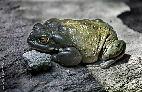 Colorado river toad also known as sonoran desert toad. Latin name - Bufo alvarius