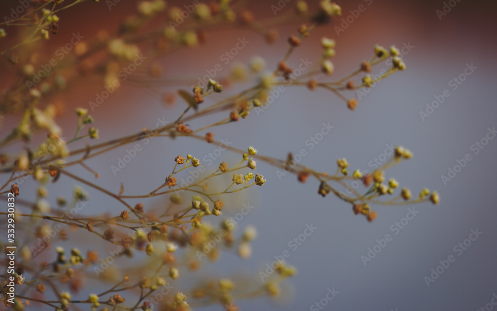 Small Buds on a Flowering Plant Small Buds on a Flowering Plant