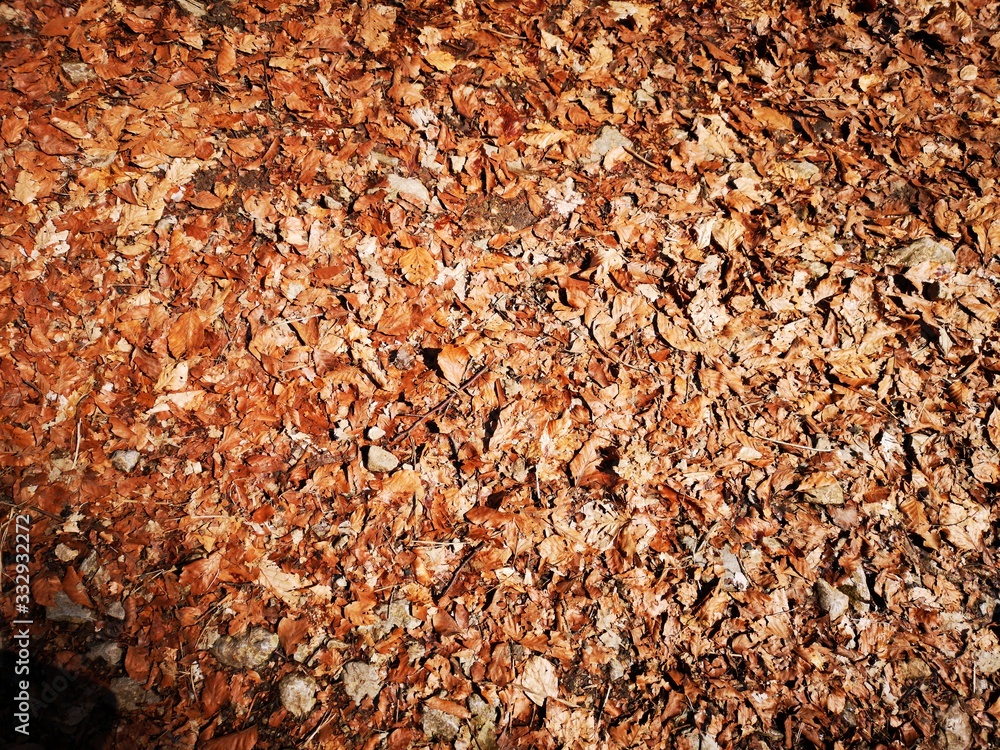 Hintergrundbild rotes Laub Hintergrundbild rotes Laub