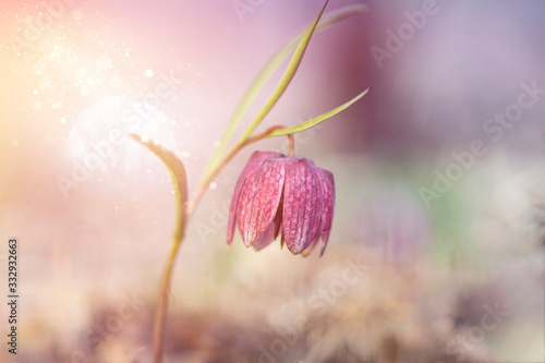 Snake's head fritillary