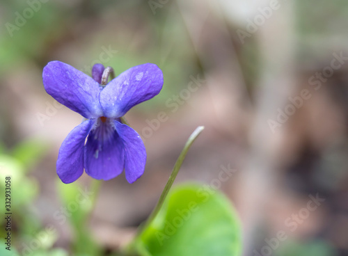 close up macro single beatiful blooming violet flower ,Viola odorata or wood violet, sweet violet with green leaves, selective focus
