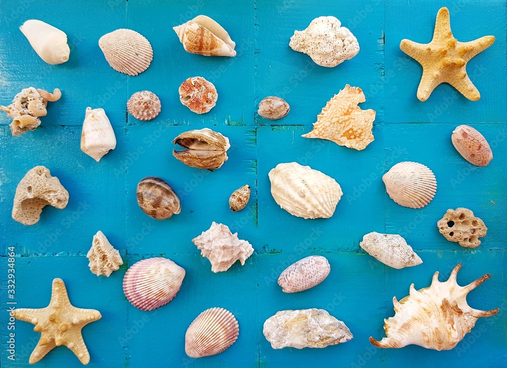 seashells on a background.sea shells lie on a blue wooden background seashells on a background.sea shells lie on a blue wooden background