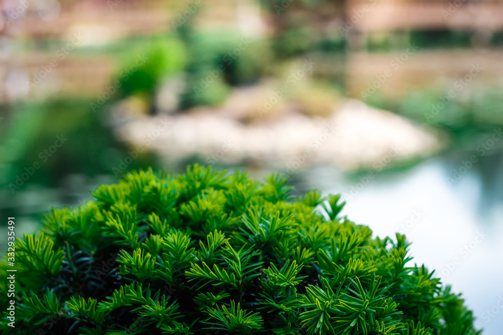 Fototapeta premium Hemisphere-shaped bonsai juniper tree growing outdoors, with copyspace (selective focus)