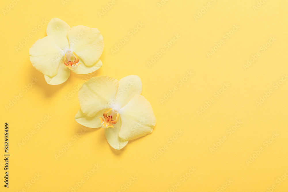 orchids flowers  on yellow paper background