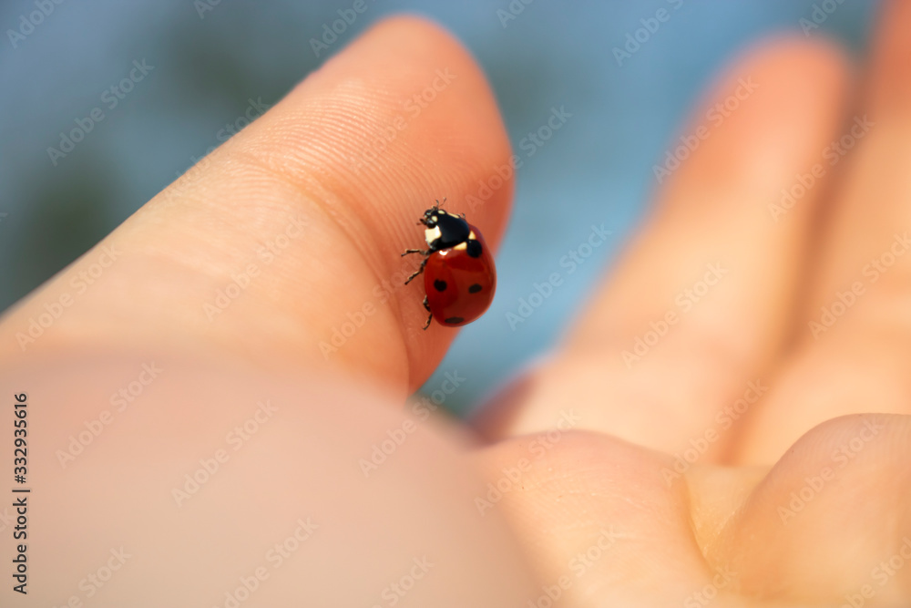 Love bug ladybug on hand close up Love bug ladybug on hand close up