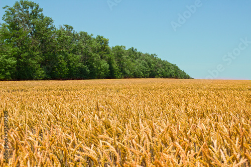 ears of wheat against the blue sky