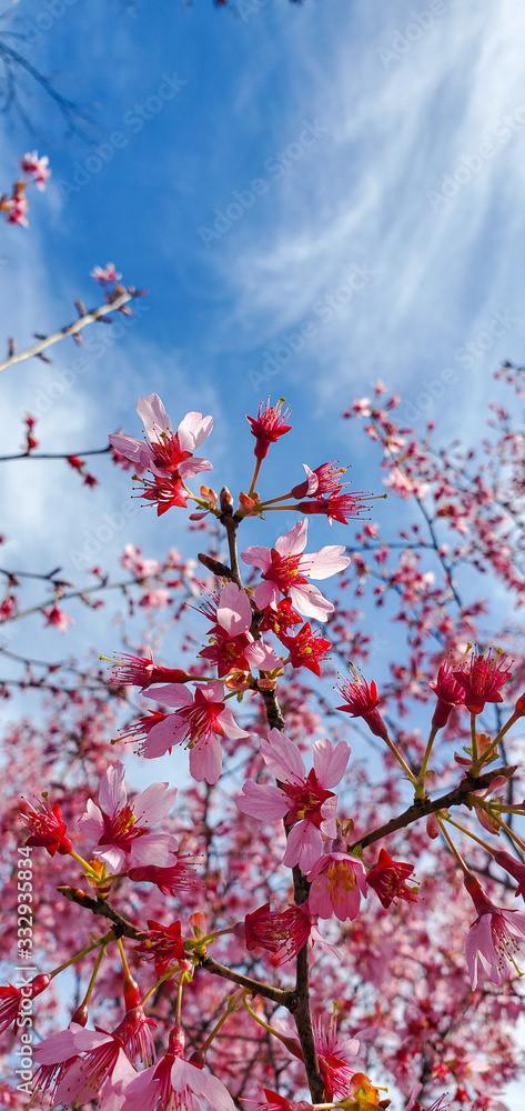 Blossom tree over nature background. Spring flowers, Spring Background Blossom tree over nature background. Spring flowers, Spring Background