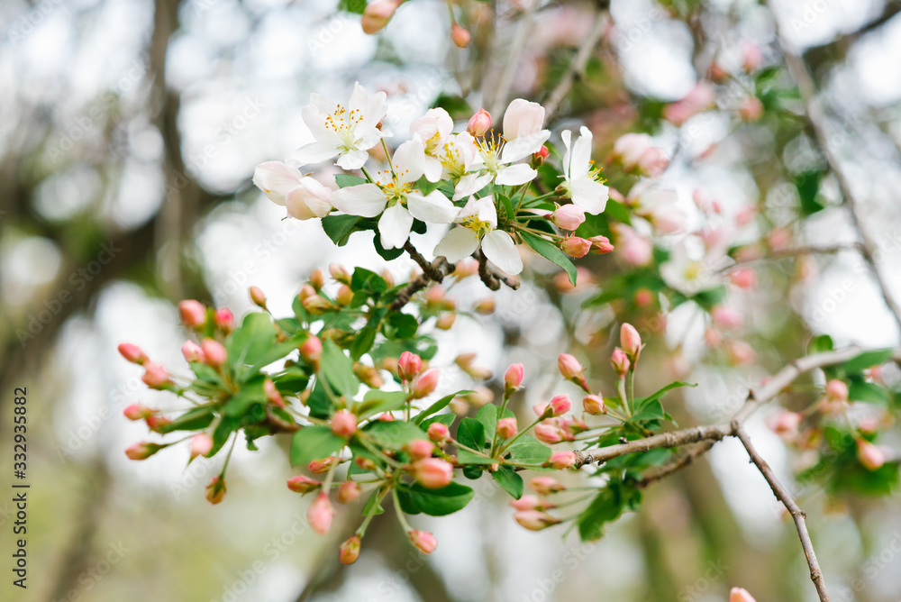 Branch with white pink Apple flowers in the spring garden. Selective focus. Spring bloom. Branch with white pink Apple flowers in the spring garden. Selective focus. Spring bloom.
