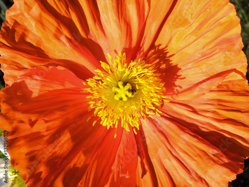 
Close up on an orange California poppy flower