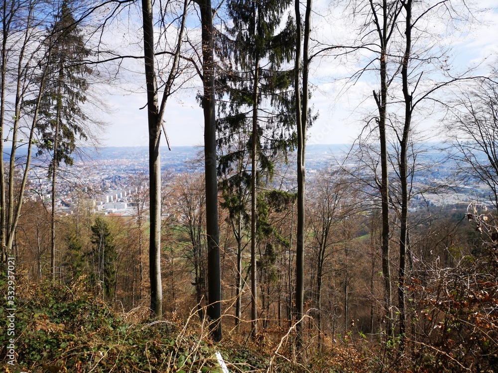 schöner Buchenwald im Winter - Buchkogel bei Graz