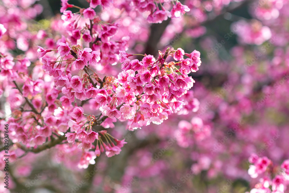 Phaya shirt flowers bloom beautifully in winter in northern Thailand.