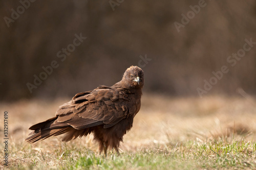 Young Western marsh harrier  Circus aeruginosus 