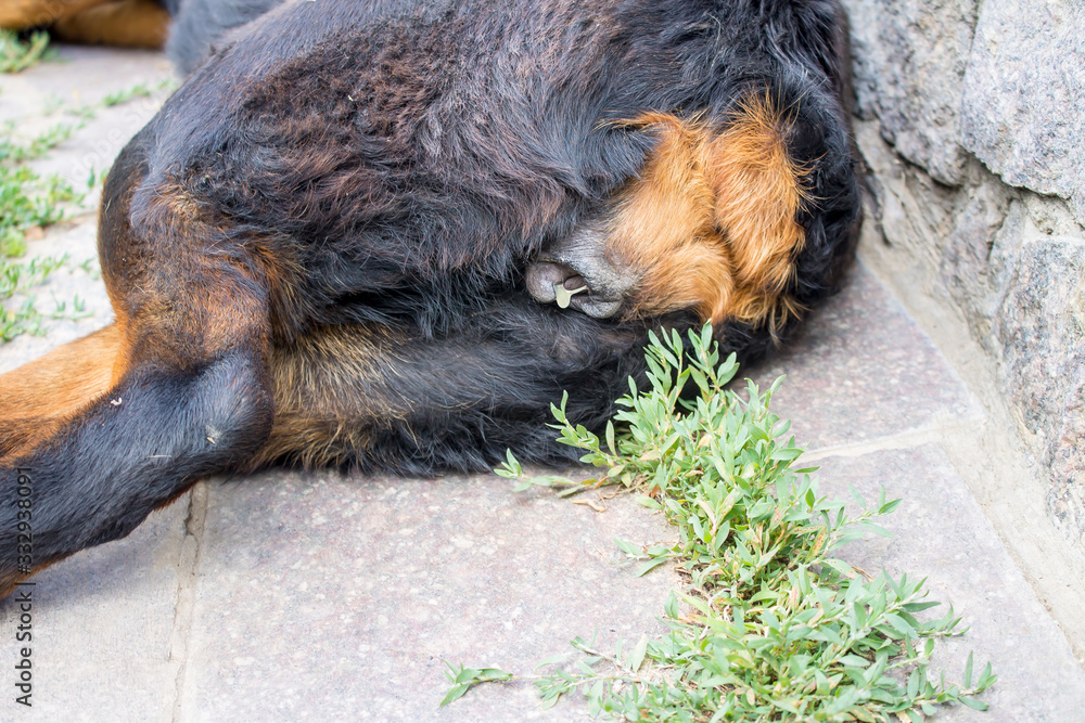 Abundant discharge from the vulva of the female Rottweiler, turbid