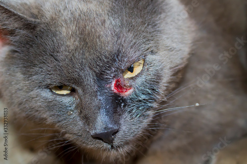 Open wound. An opened abscess in a cat's face, in the purification stage.