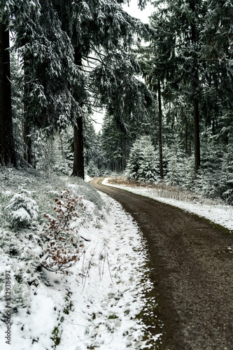 pathway in snowy pine forest