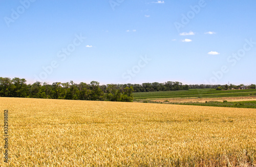 wheat field and blue sky