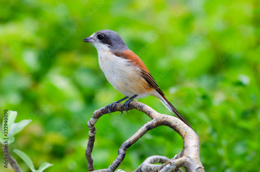 Burmese Shrike; Lanius collurioides Burmese Shrike; Lanius collurioides