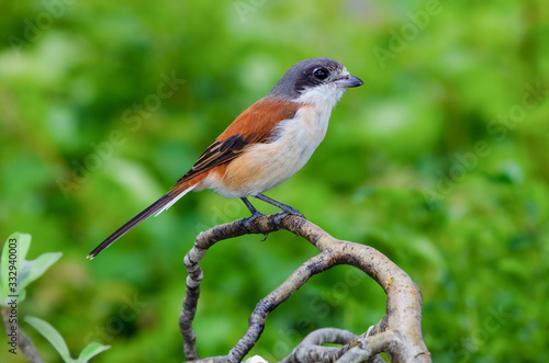 Burmese Shrike; Lanius collurioides